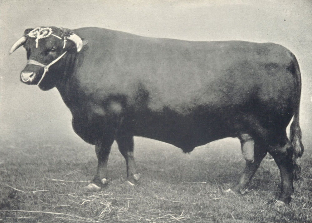 Associate Product DEVON BULL. "Tapton Ploughboy" 1st & champion at RASE & other shows 1908 1912