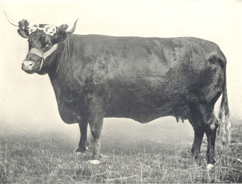 Associate Product DEVON COW. "Whimple Kitty", Champion RASE other shows 1908 1912 old print