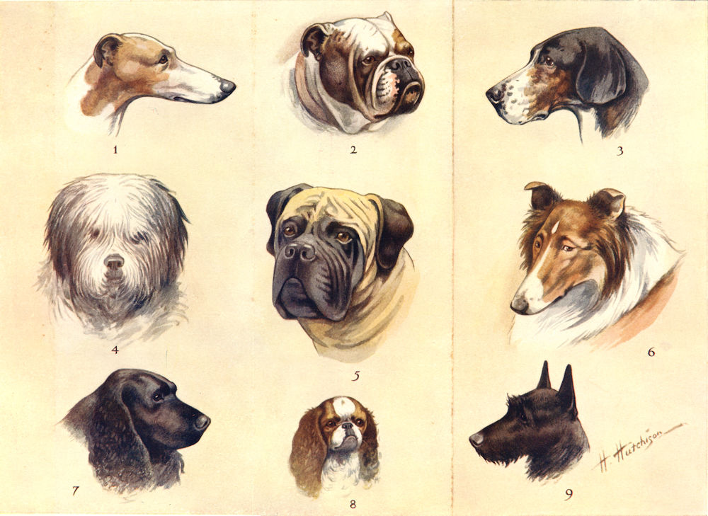 Associate Product BRITISH DOGS. Greyhound Bulldog Foxhound Sheep Dog Mastiff Collie Spaniel 1912