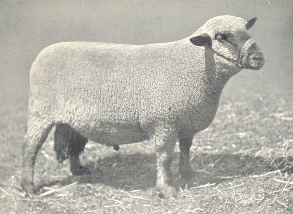 Associate Product SHEEP. Dorset Down Ram, 1st At Bath and West of England show, 1908 1912 print
