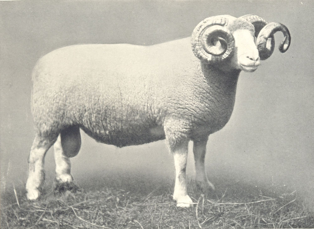 Associate Product SHEEP. Dorset Shearling Ram, Winner of 1st prize at RASE. show, 1908 1912
