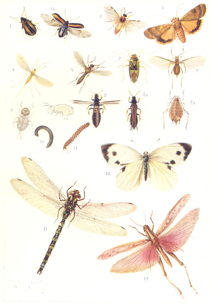 INSECTS. Entomology – II; Insects – Adults. Moths dragonfly &c 1912 old print