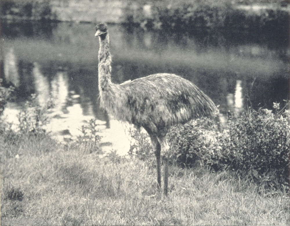 Associate Product BIRDS. Emu 1912 old antique vintage print picture