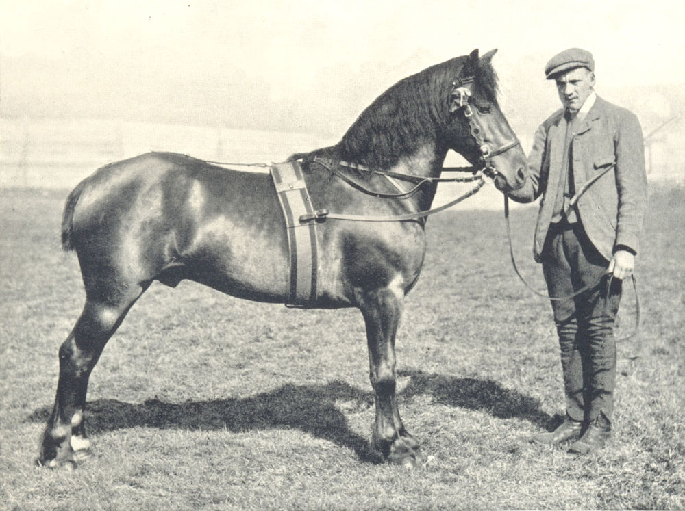HORSES. Fell Pony Stallion-"Mountain Hero II" 1912 old antique print picture