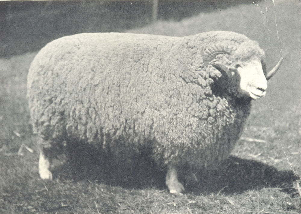 Associate Product SHEEP. Exmoor Shearling Ram, winner prize, Bath W England show, 1908 1912