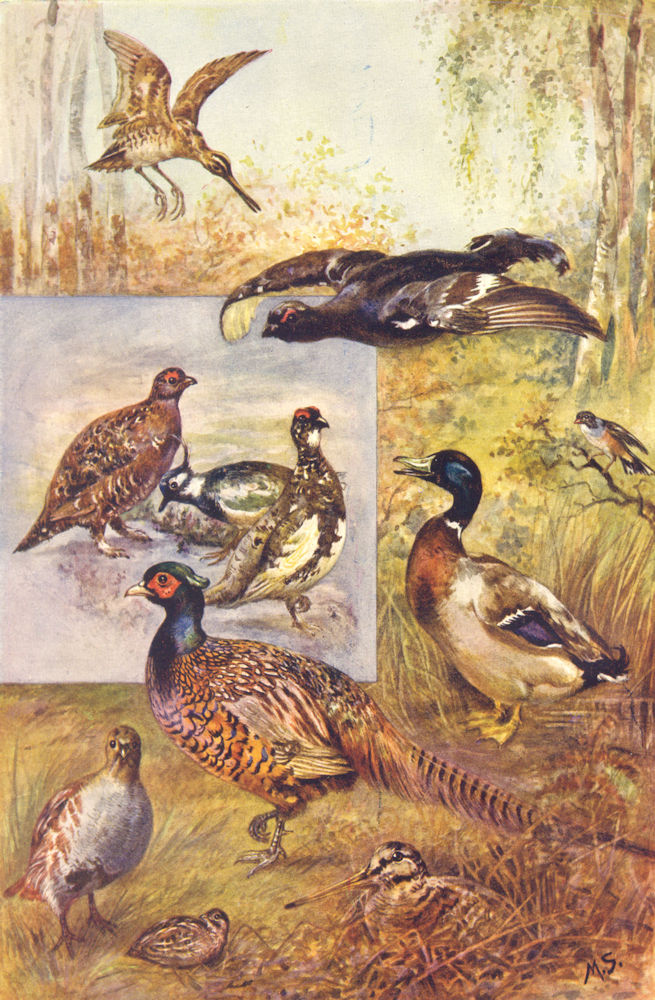 Associate Product GAME BIRDS. Snipe Ortolan Grouse Plover Pheasant Partridge Quail Woodcock 1912