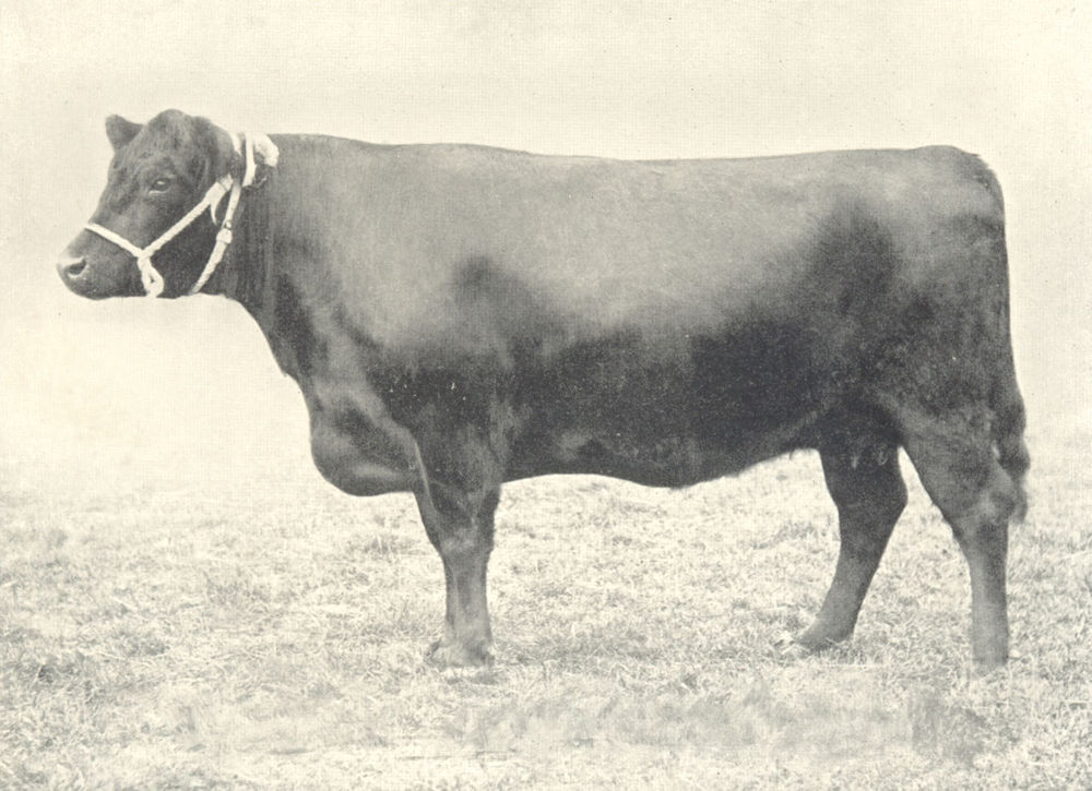 Associate Product GALLOWAY COW. "Nancy Lee II of Castlemilk" H&AS show prizewinner 1899 1912
