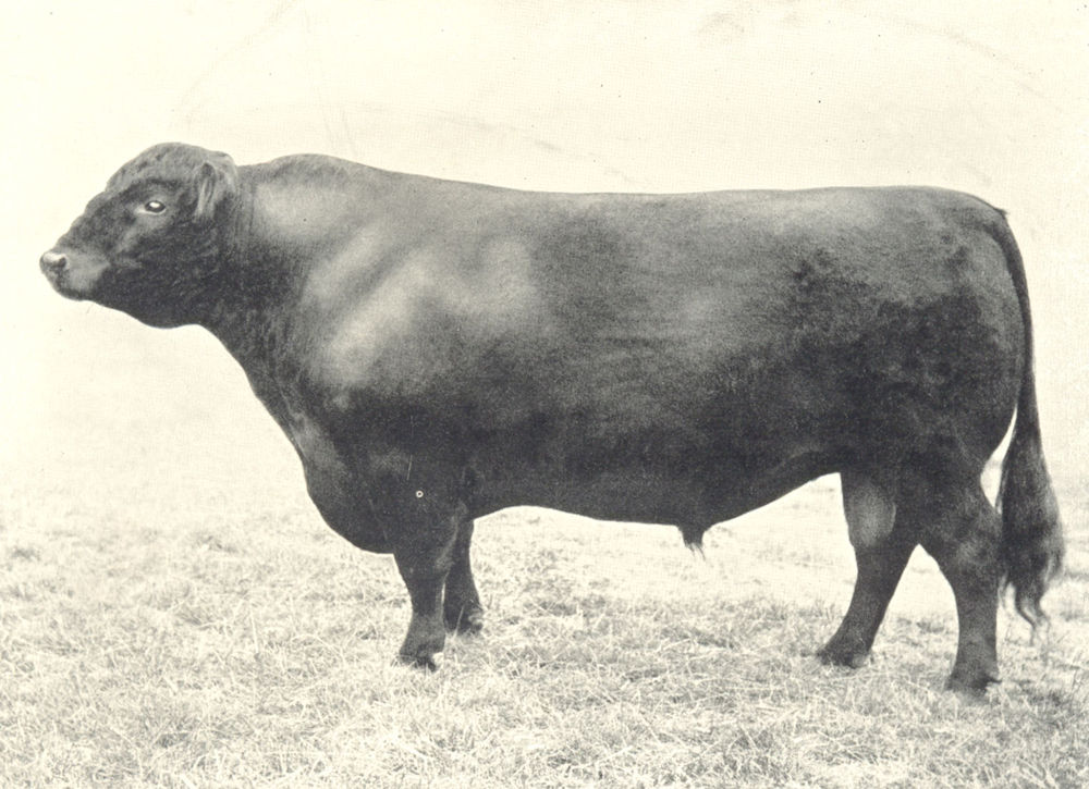 CATTLE. Galloway Bull "Excelsior" winner first prize, H&AS shows 1901-3 1912