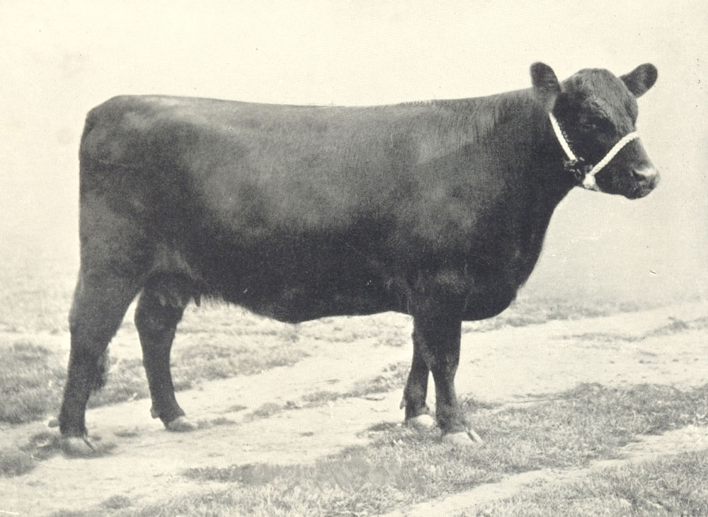 Associate Product GALLOWAY COW. "Dora of Durhamhill" H&AS show prizewinner 1895-7 1912 old print
