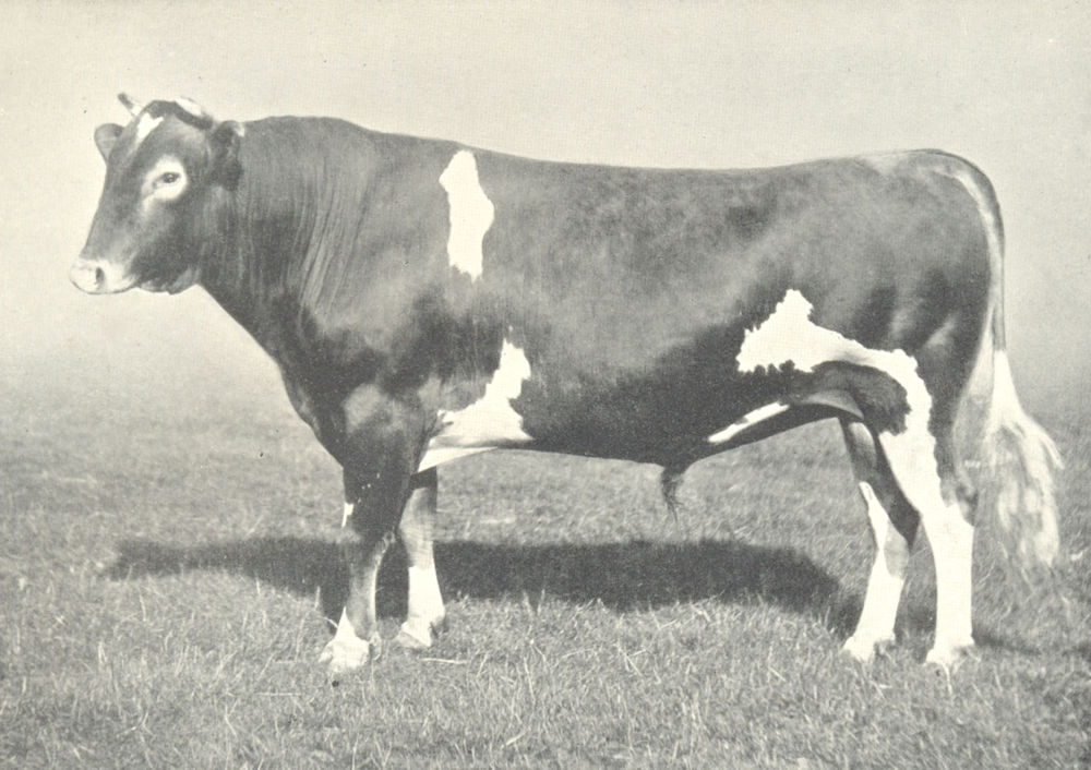 Associate Product CATTLE. Guernsey Bull "Merton Signet" winner of 1st prize, RASE show 1908 1912