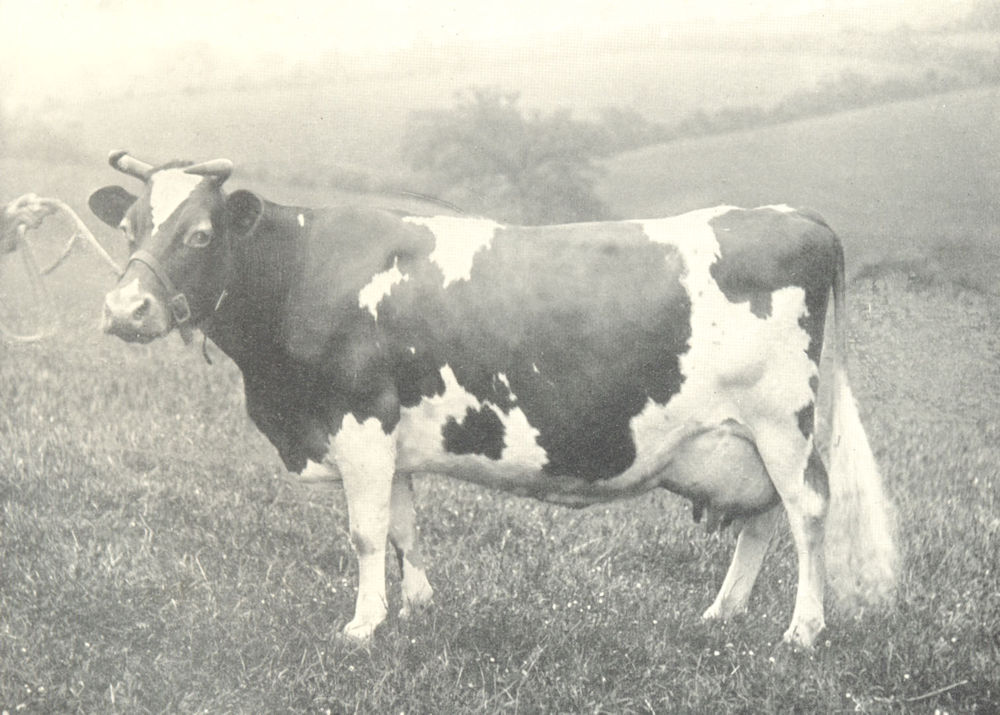 Associate Product CATTLE. Guernsey Cow "FI FI" winner of 1st prize RASE show 1908 1912 old print