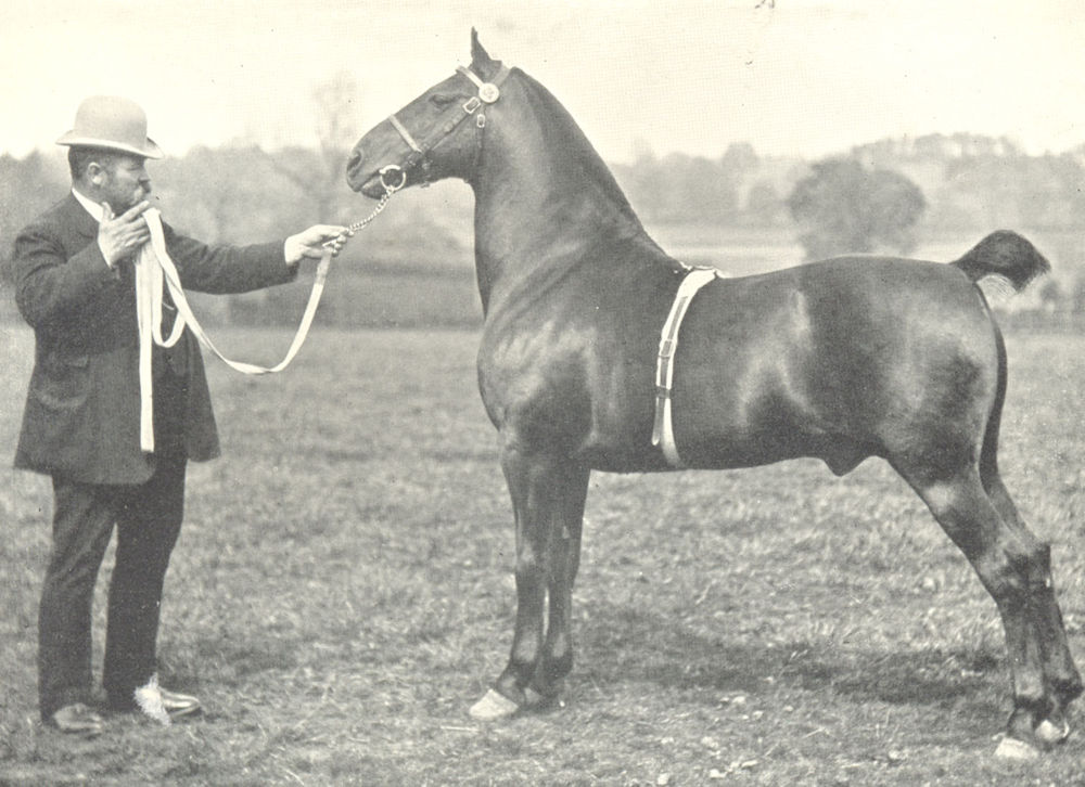 HORSES. Hackney Pony Stallion-"Whitegate Swell" RASE. show, 1900 1912 print