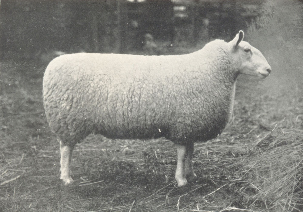 SHEEP. Half-Bred Gimmer 1st at the H&AS show, 1907 1912 old antique print