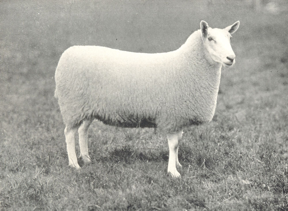 Associate Product SHEEP. Half-Bred Ewe winner prize president's medial. A. S. show, 1907 1912