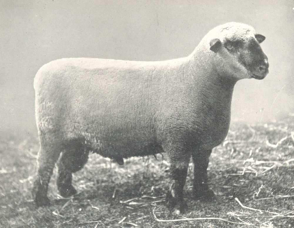 Associate Product SHEEP. Hampshire down Shearling Ram 1st prize winner, RASE. show, 1909 1912