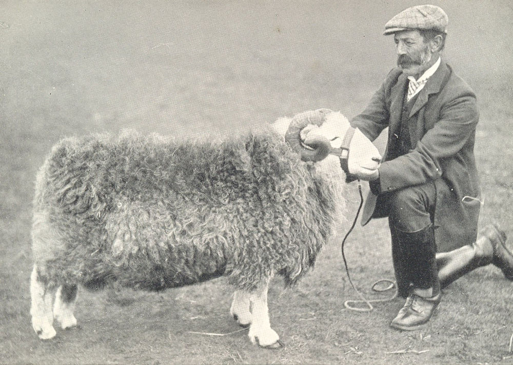 Associate Product SHEEP. Herdwick Ram-"King Moor 3rd" 1st prize winner, Royal show, 1907 1912