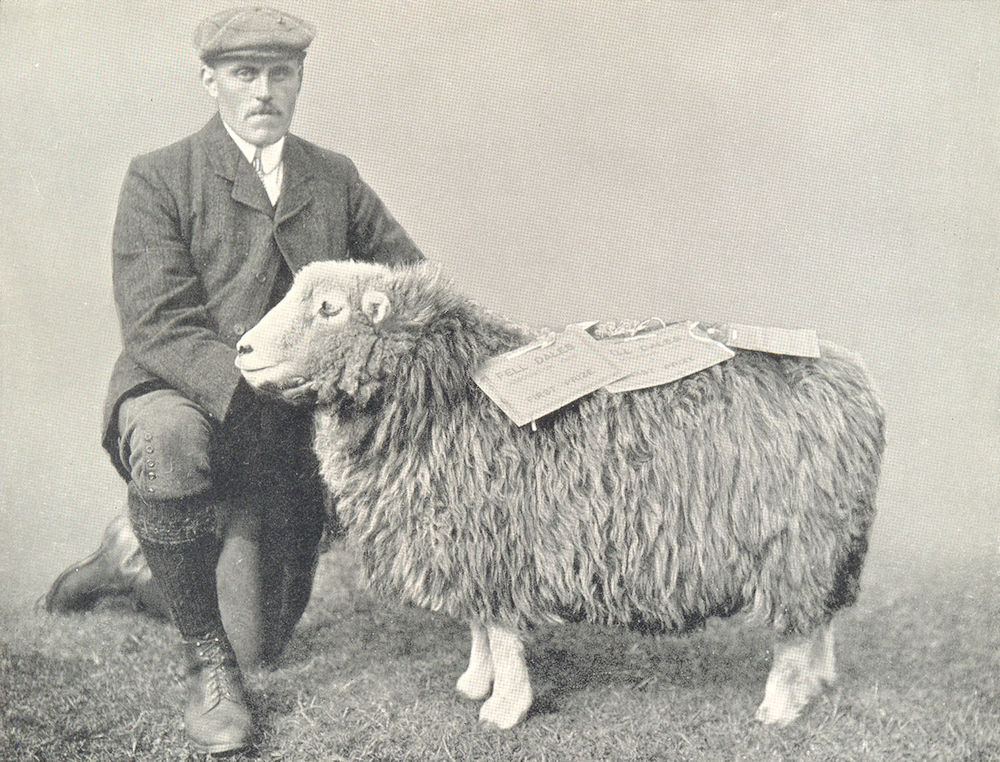 Associate Product SHEEP. Herdwick Ewe winner of three 1st prizes, Fell Dales show, 1909 1912