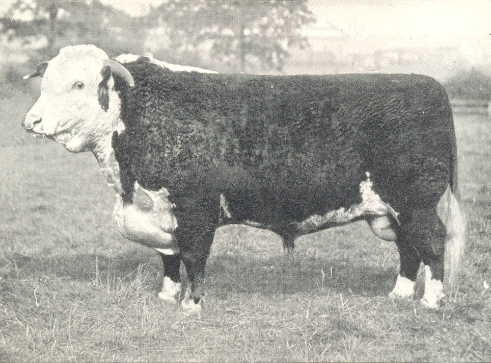Associate Product CATTLE. Hereford Bull "Cameronian" 1st & champion, RASE show 1906 1912 print