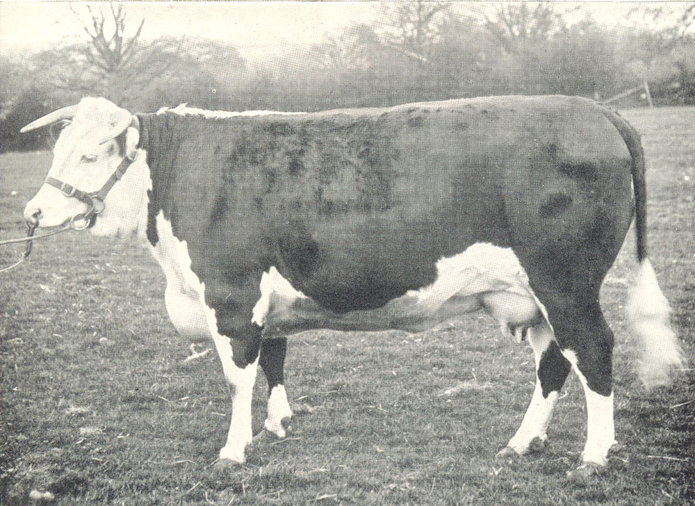 Associate Product CATTLE. Hereford Heifer "Shotover" champion at the RASE show 1904 1912 print