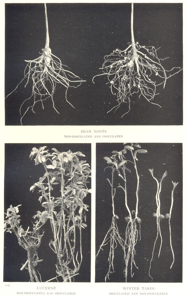 Associate Product FARMING. Soil Inoculation; Bean Roots; Lucerne; Winter Tares 1912 old print
