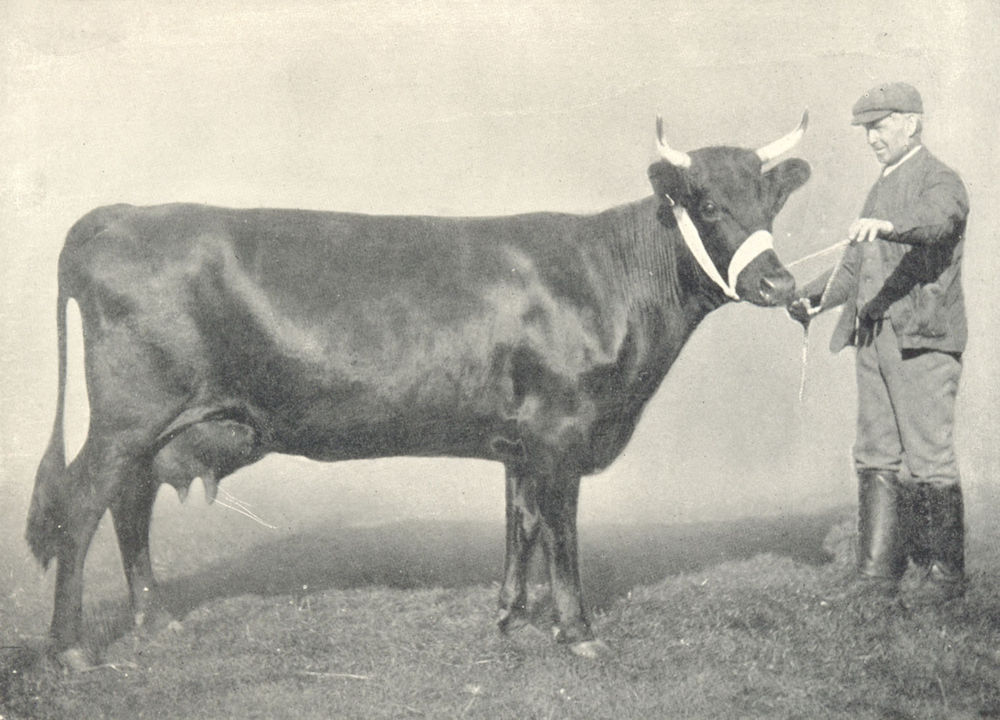 KERRY COW. "Walton Bashful" winner prize Bath W southern show 1908 1912 print