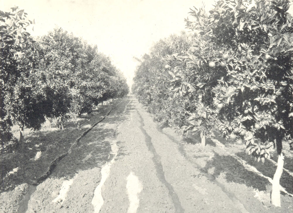 Associate Product SOUTHERN CALIFORNIA FARMING. Furrow Irrigation in an Orange Orchard 1912 print