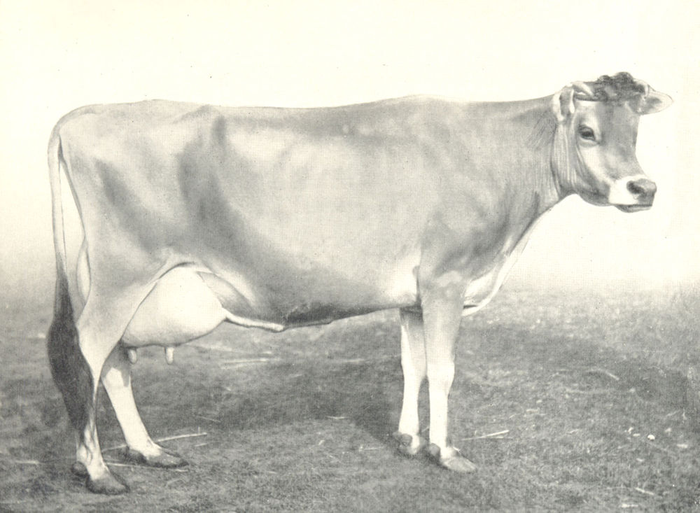 Associate Product CATTLE. Jersey Cow "Lady Viola" 1st prize winner at the RASE shows 1906-8 1912
