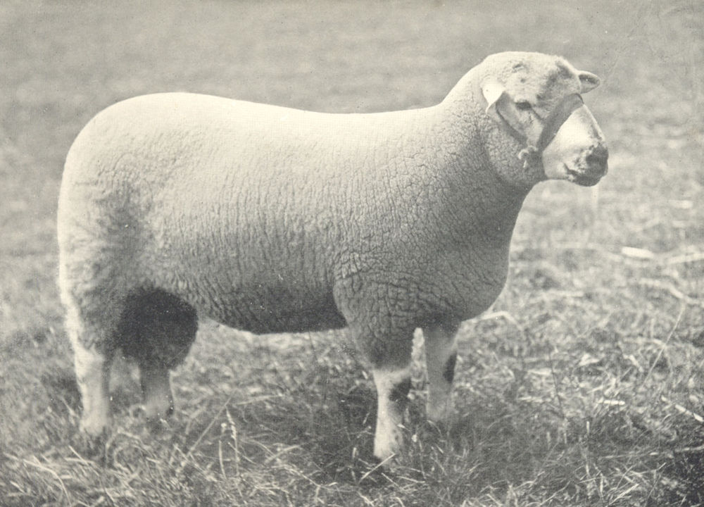 SHEEP. Kerry Hill Shearling Ram winner prize Shrops Welsh Natl. shows, 1908 1912