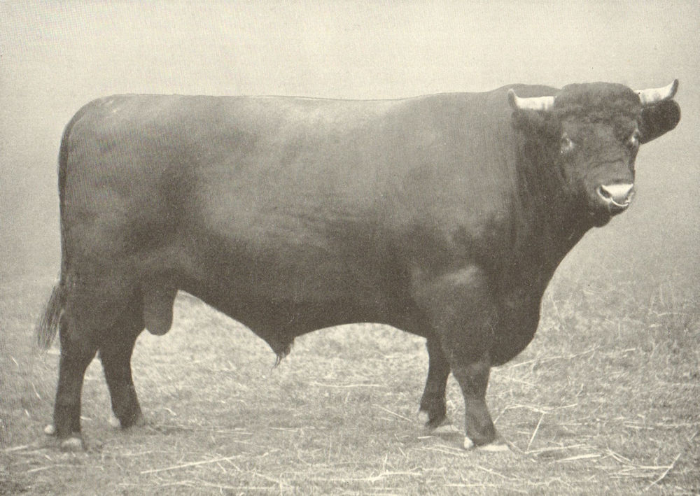 Associate Product LINCS RED SHORTHORN BULL. "Scampton Exile" winner prize RASE shows 1909 1912