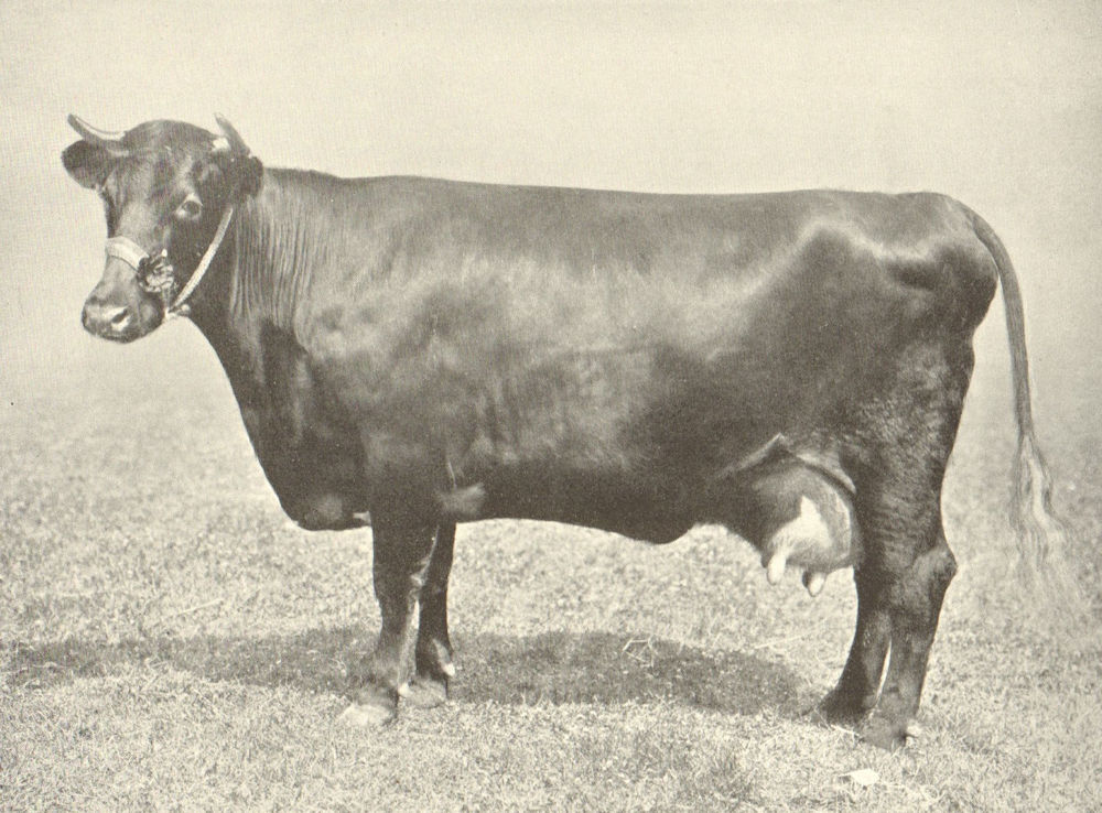 Associate Product LINCS RED SHORTHORN COW. "Burton Quality 3" show prizewinner 1908 1912 print