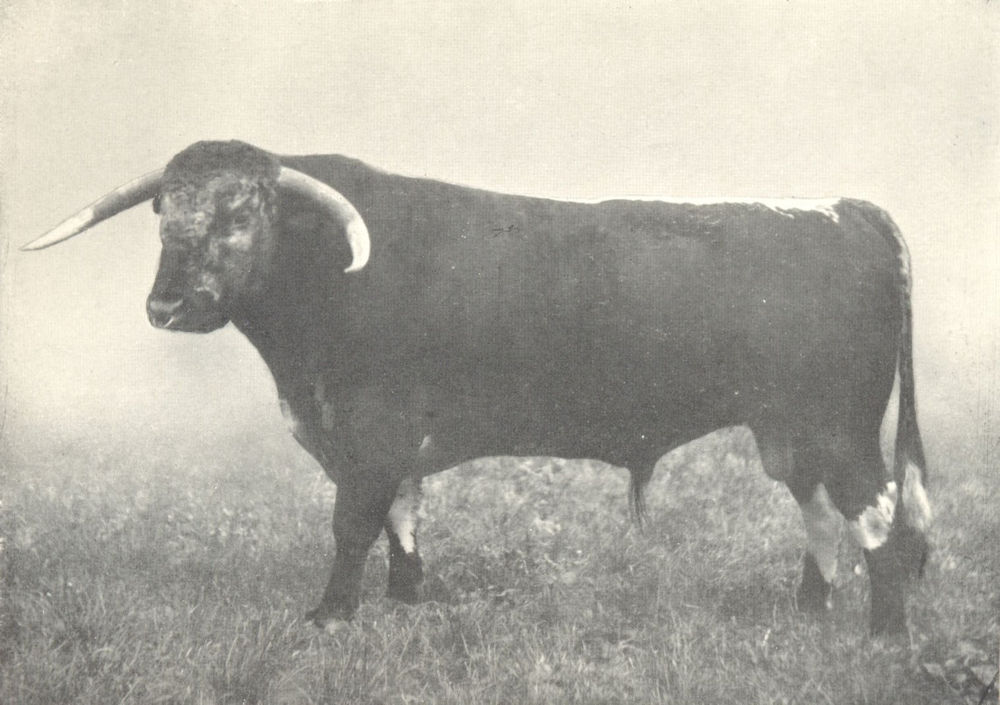 Associate Product LONGHORN BULL. "Eastwell Emperor" prizes RASE Warks shows 1909 1912 old print
