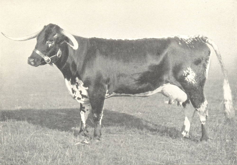 Associate Product CATTLE. Longhorn Cow "Bentley Dido" winner first prizes, RASE shows 1908-9 1912