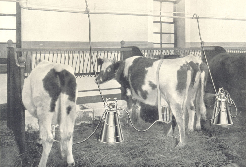 MILKING MACHINES. Burrell-Lawrence-Kennedy machine in Operation 1912 old print
