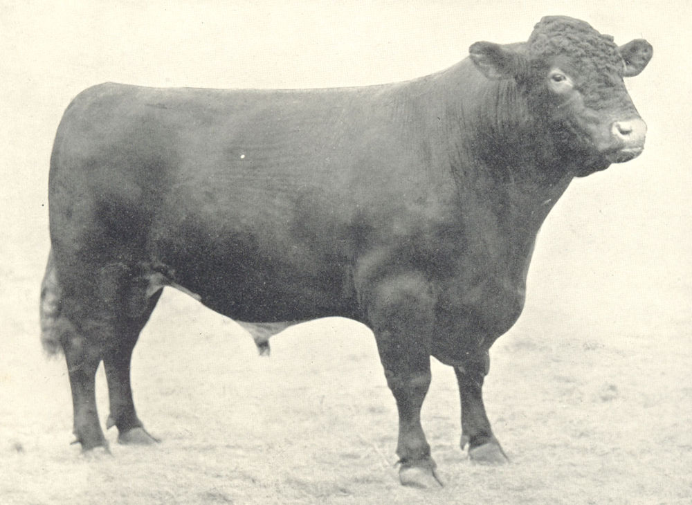 Associate Product CATTLE. Champion Polled Durham Bull "Sugar Hill Marshall" 1912 old print