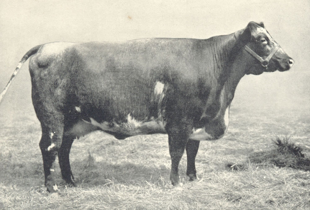 CATTLE. Champion Polled Durham Cow "Buttonwood Glade 3rd" 1912 old print
