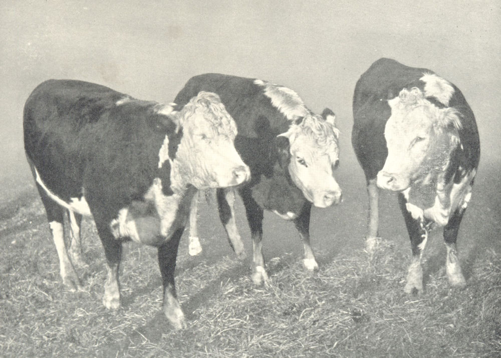 Associate Product CATTLE. Double Standard Polled Hereford Cows 1912 old antique print picture