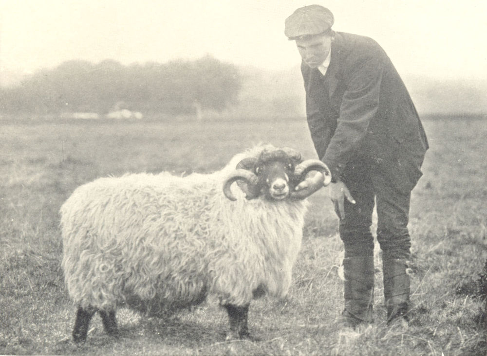 Associate Product SHEEP. Rough Fell Ram 1912 old antique vintage print picture