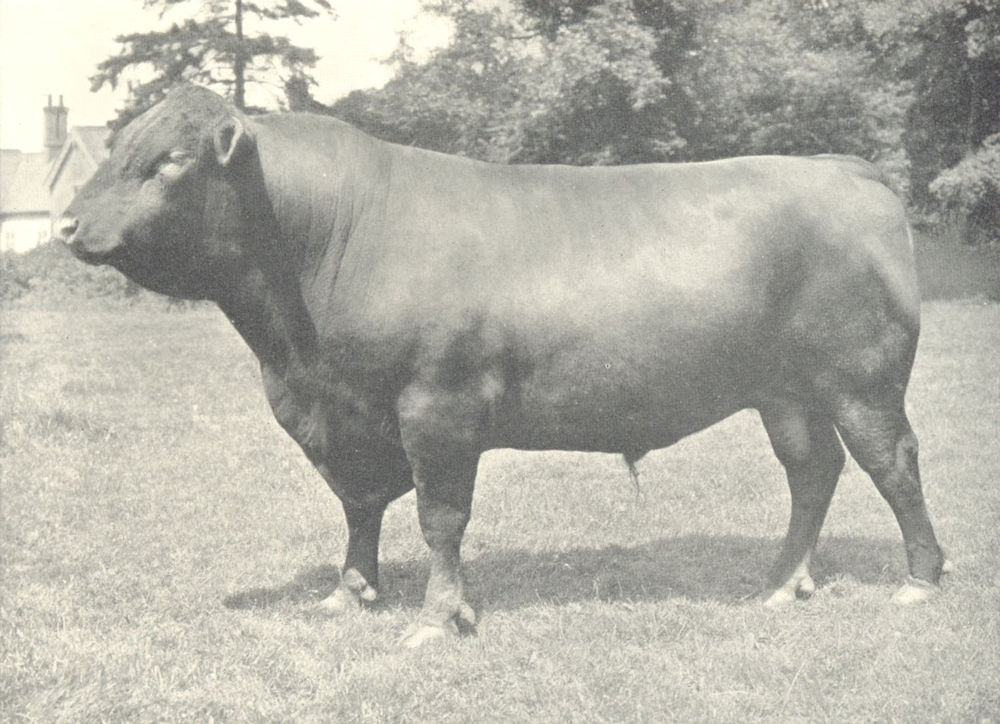 Associate Product RED POLLED BULL. "Rendlesham Mainstay" Reserve champion RASE show 1910 1912