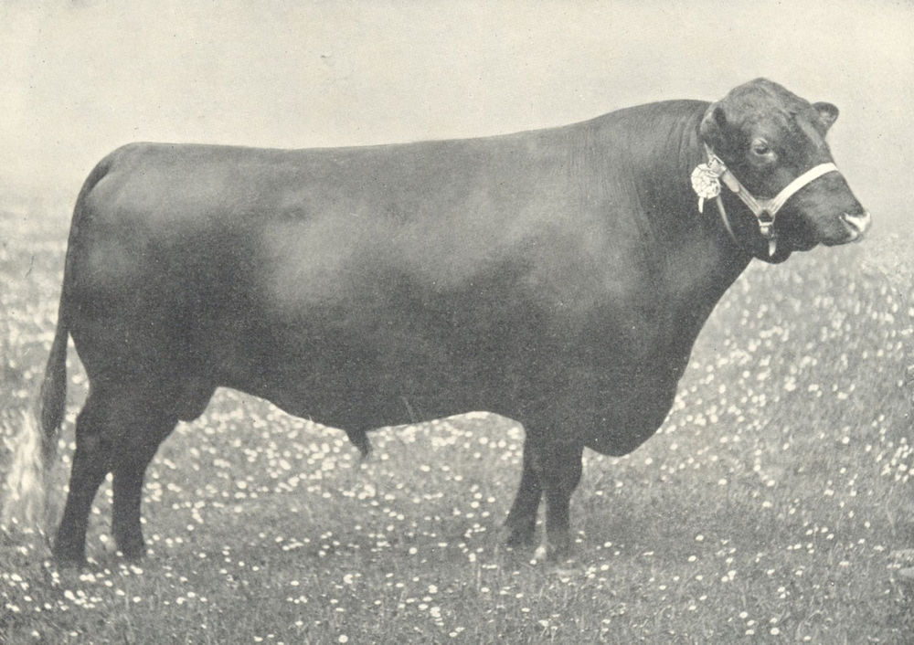 Associate Product CATTLE. Red Polled Bull "Warwick" first & champion, RASE show 1909 1912 print
