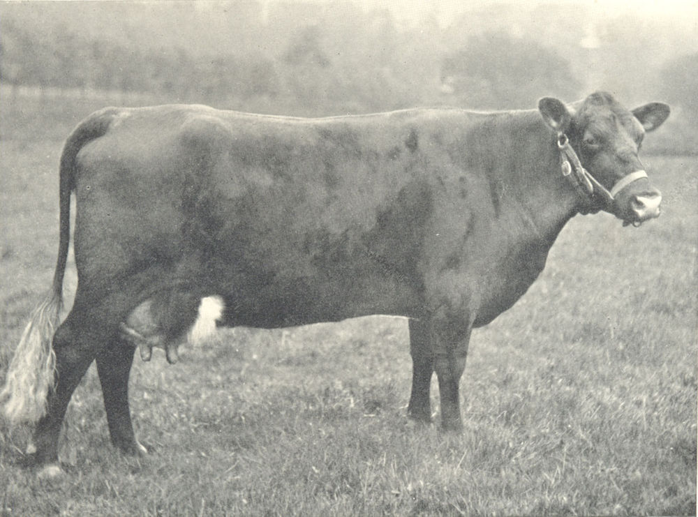 Associate Product RED POLLED COW. "Desirée Johnston" prize winner, London Dairy show 1905 1912