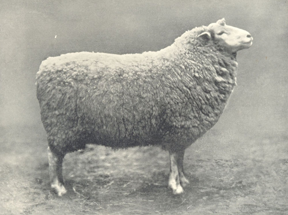 Associate Product SHEEP. Roscommon Ram first prize winner at the Royal Dublin show 1912 print