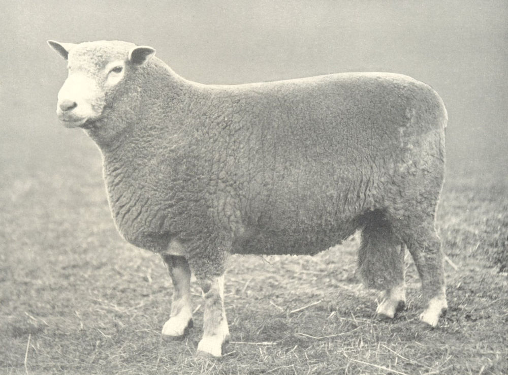 Associate Product SHEEP. Ryeland Ram first prize winner, RASE. show, 1906 1912 old antique print