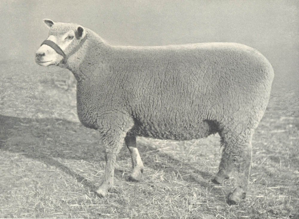 Associate Product SHEEP. Ryeland Ewe first prize winner, RASE. show, 1908 1912 old antique print