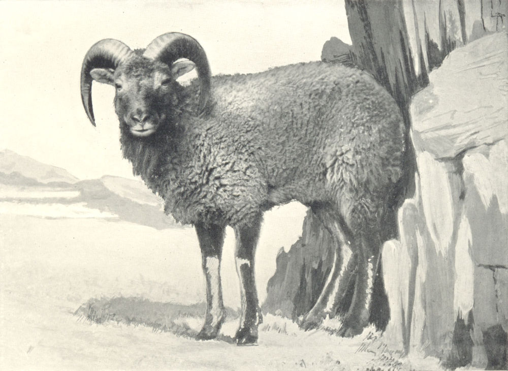 Associate Product SHEEP. Soay Ram 1912 old antique vintage print picture
