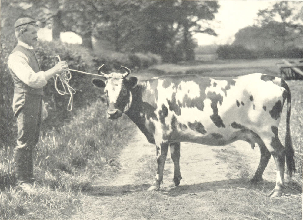Associate Product CATTLE. Shetland Cow 1912 old antique vintage print picture