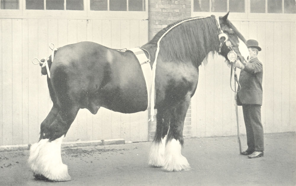 Associate Product SHIRE STALLION. "Stroxton Tom" London Shire show winner 1912 old antique print