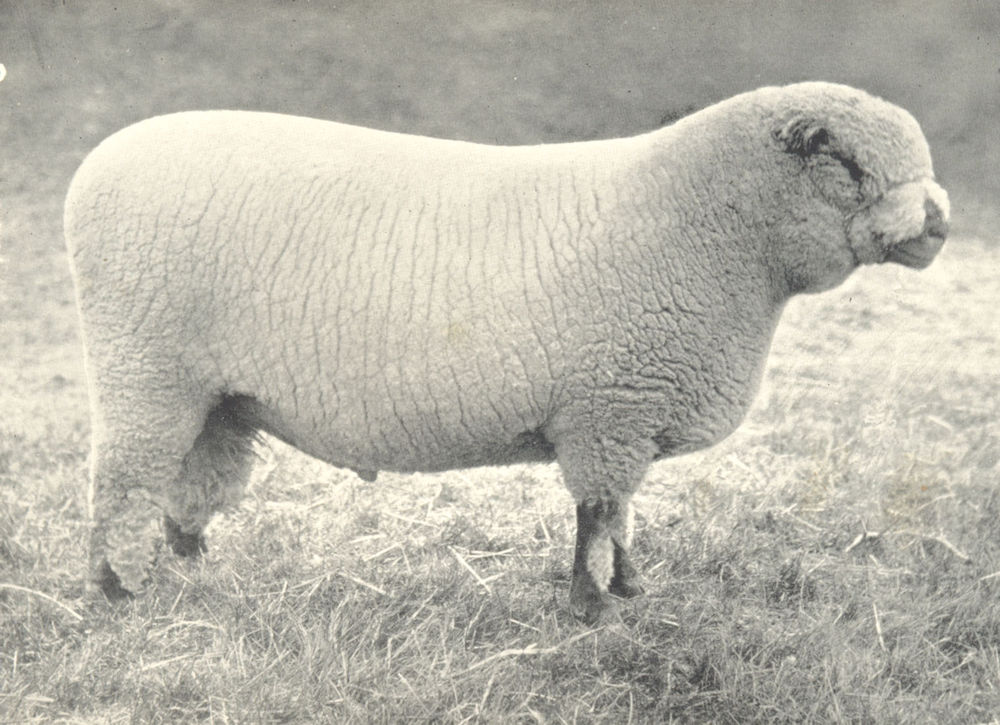 SHEEP show 1909 1912 Romney Marsh Ewe winner of first prize at the RASE 