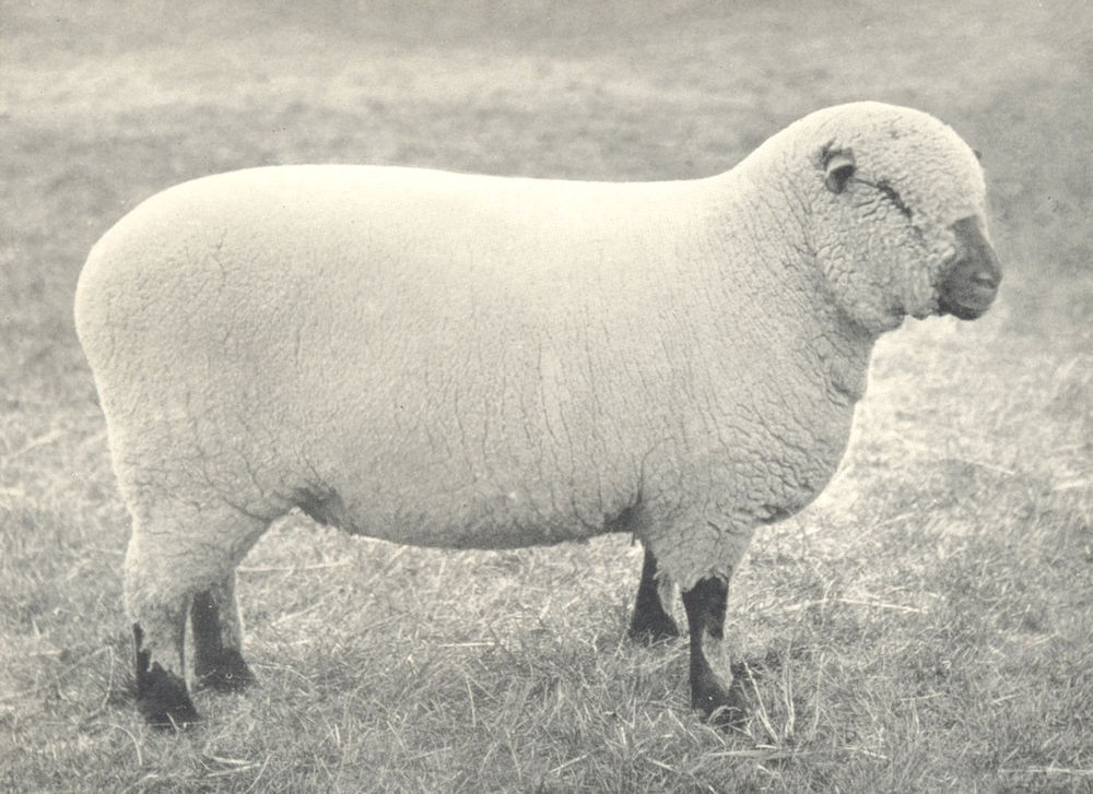 Associate Product SHEEP. Shropshire Ewe One of Championship Pen, RASE. show, 1908 1912 old print