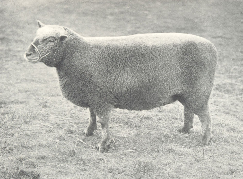 Associate Product SHEEP. Southdown Ewe best of Championship Pen, RASE. show, 1908 1912 old print