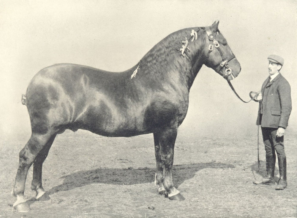 HORSES. Suffolk Stallion-"Bawdsey Laddie" first at RASE. show, 1910 1912 print